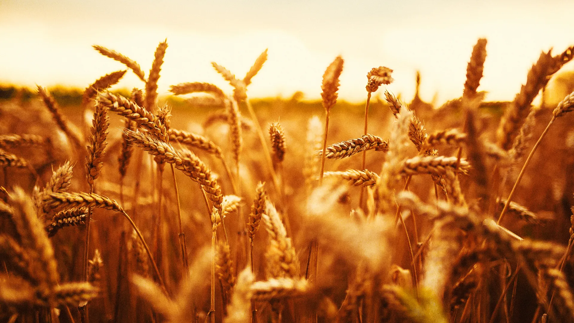 Hayvan Beslenmesinde Yem Hammaddeleri